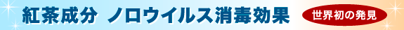 紅茶成分 ノロウイルス消毒効果 世界初の発見